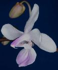 Phalaenopsis lindenii Loher