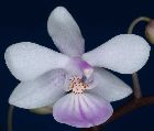 Phalaenopsis lindenii Loher