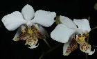 Phalaenopsis lueddemanniana Rchb. f.