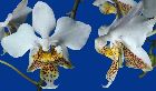 Phalaenopsis stuartiana Rchb. f.