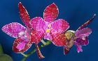 Phalaenopsis lueddemanniana Rchb. f.