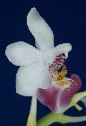 Phalaenopsis parishii Rchb. f.