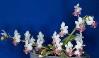 Phalaenopsis parishii Rchb. f.