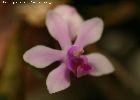 phalaenopsis wilsonii