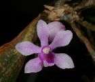 Phalaenopsis stuartiana Rchb. f.