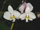 phalaenopsis philippinensis