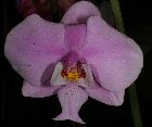 Phalaenopsis schilleriana Rchb. f.