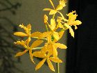 epidendrum radicans