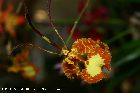 oncidium papilio