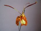 oncidium papilio