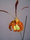 psychopsis papilio