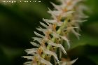 dendrochilum glumaceum