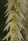 dendrochilum glumaceum