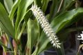 Dendrochilum glumaceum