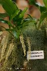 dendrochilum glumaceum