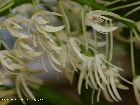 dendrobium speciosum