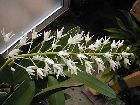 Dendrobium speciosum