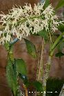 dendrobium speciosum