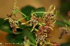 dendrobium spectabile