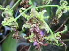 dendrobium spectabile