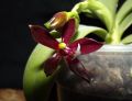 Phalaenopsis cornu-cervi var. chattaladae