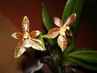 Phalaenopsis cornu-cervi