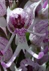 orchis simia