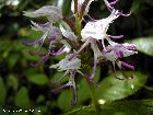 orchis simia