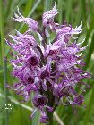 orchis simia