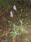 orchis simia