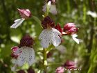 orchis purpurea