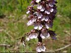 Orchis purpurea