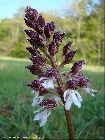 Orchis purpurea