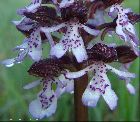 Orchis purpurea