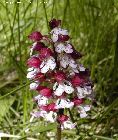 O. purpurea - Inflorescence