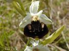 ophrys fuciflora