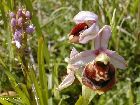 ophrys fuciflora