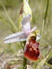 ophrys fuciflora