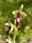 ophrys insectifera