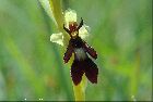 Ophrys insectifera