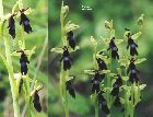 ophrys insectifera