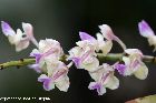 Aerides falcata