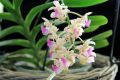 aerides falcata