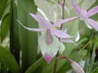 barkeria spectabilis