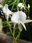 angraecum scottianum