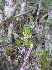 angraecum striatum