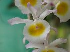 Dendrobium primulinum var.semi-alba