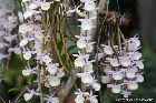 dendrobium primulinum