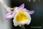 dendrobium primulinum