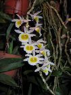 Dendrobium primulinum var.semi-alba